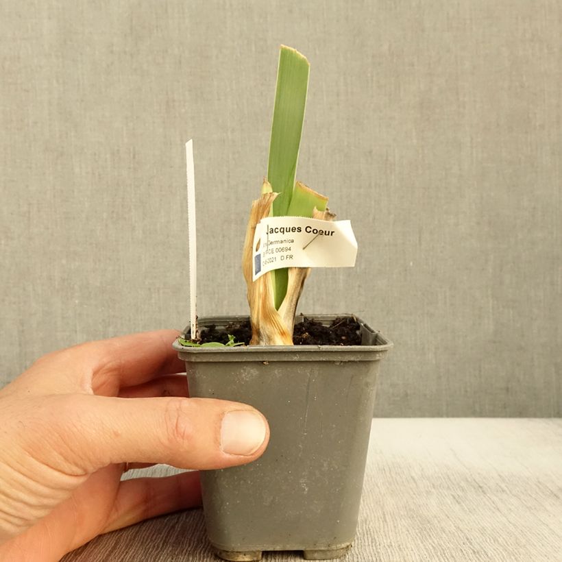 Esemplare di Iris germanica Jacques Cœur - Giaggiolo paonazzo Vasetto da 8/9 cm come consegnato in autunno