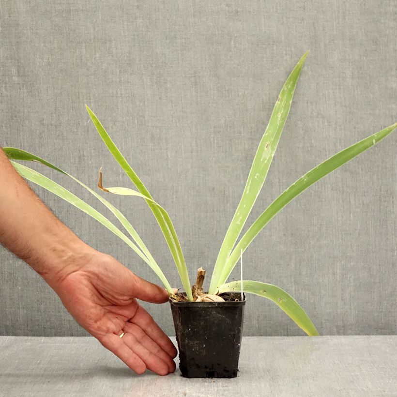 Esemplare di Iris germanica Je Vole - Giaggiolo paonazzo Vasetto da 8/9 cm consegnato in estate