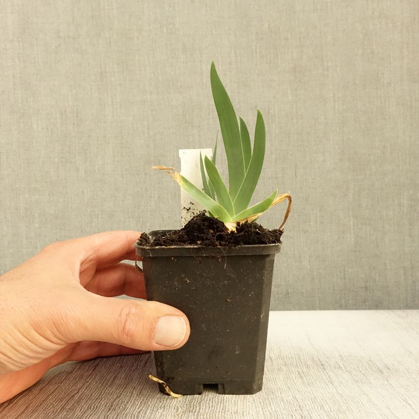Esemplare di Iris germanica Jus de Pomme - Giaggiolo paonazzo Vasetto da 8/9 cm come consegnato in autunno
