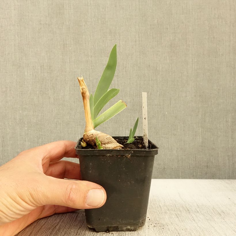 Esemplare di Iris germanica Lark Ascending - Giaggiolo paonazzo Vasetto da 8/9 cm come consegnato in autunno