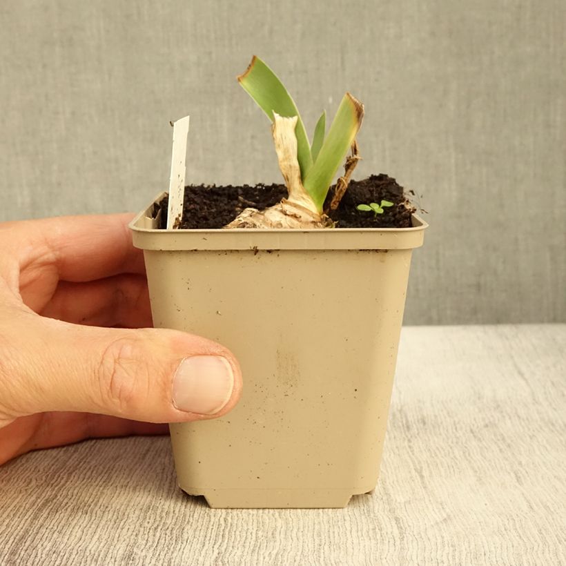Esemplare di Iris germanica Ma Mie - Giaggiolo paonazzo Vasetto da 8/9 cm come consegnato in autunno