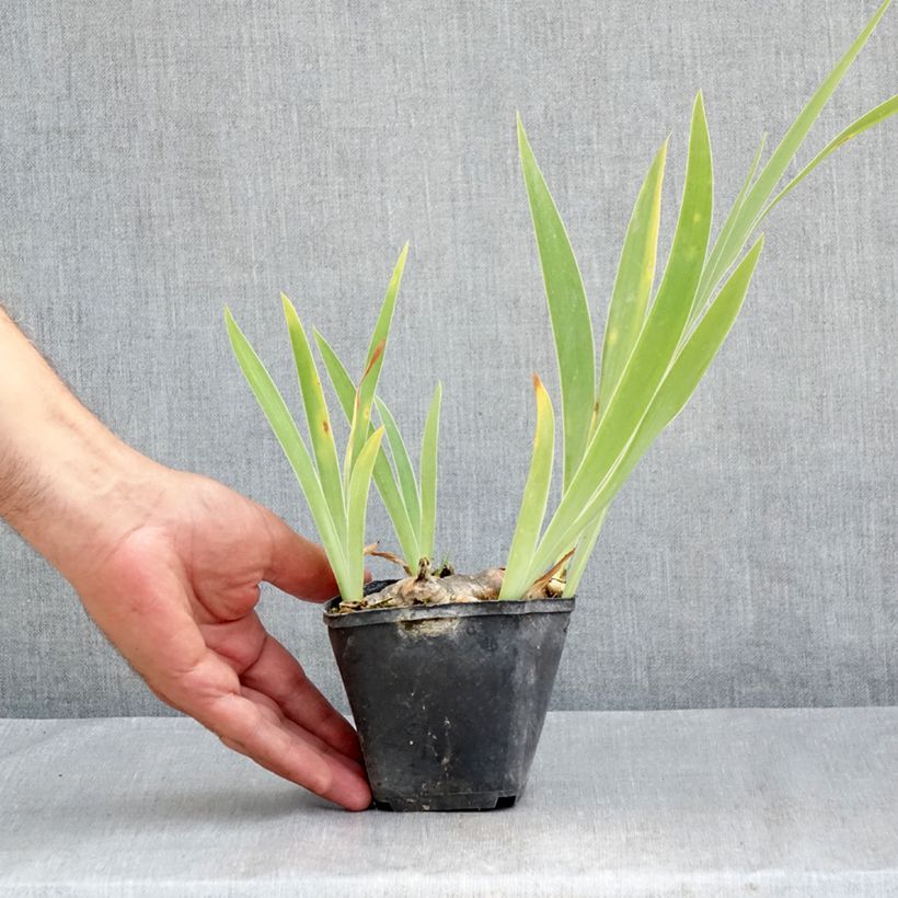 Esemplare di Iris germanica Marron Chaud - Giaggiolo paonazzo Vasetto da 8/9 cm consegnato in estate