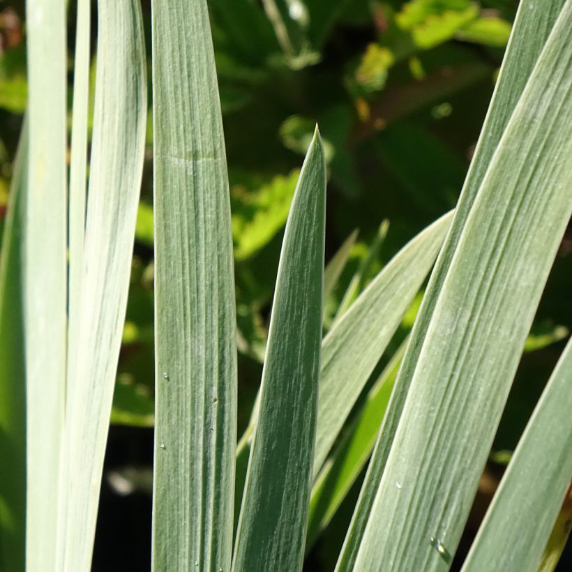 Iris germanica Marron Chaud - Giaggiolo paonazzo (Fogliame)