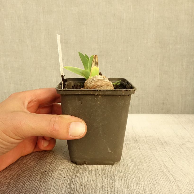 Esemplare di Iris germanica Master Plan - Giaggiolo paonazzo Vasetto da 8/9 cm come consegnato in autunno