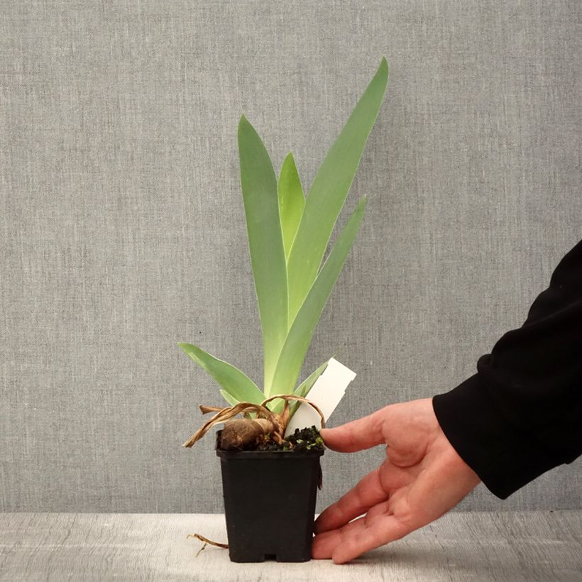 Iris germanica Mer du Sud - Giaggiolo paonazzo Vasetto da 8/9 cm esemplare consegnato in primavera