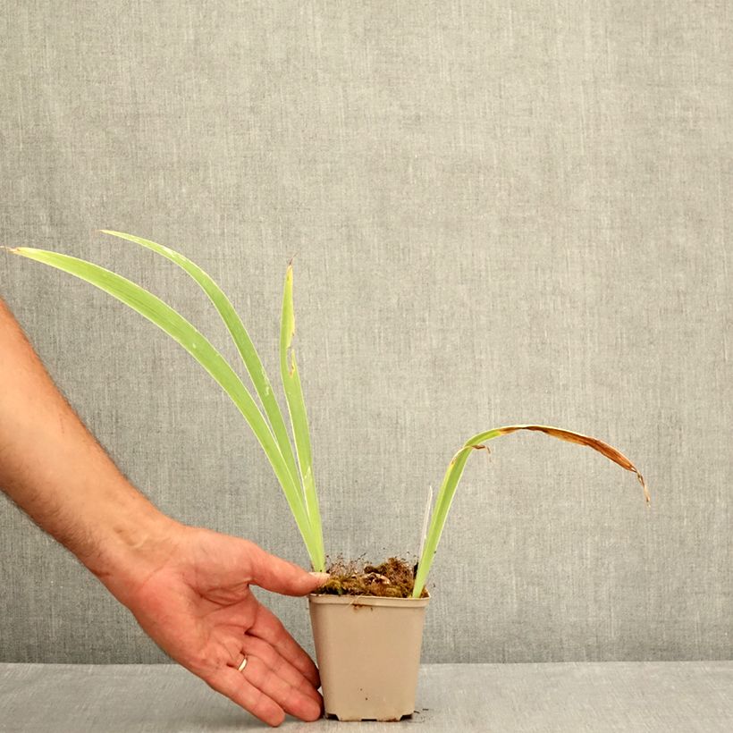Esemplare di Iris germanica Modern Woman - Giaggiolo paonazzo Vasetto da 8/9 cm consegnato in estate
