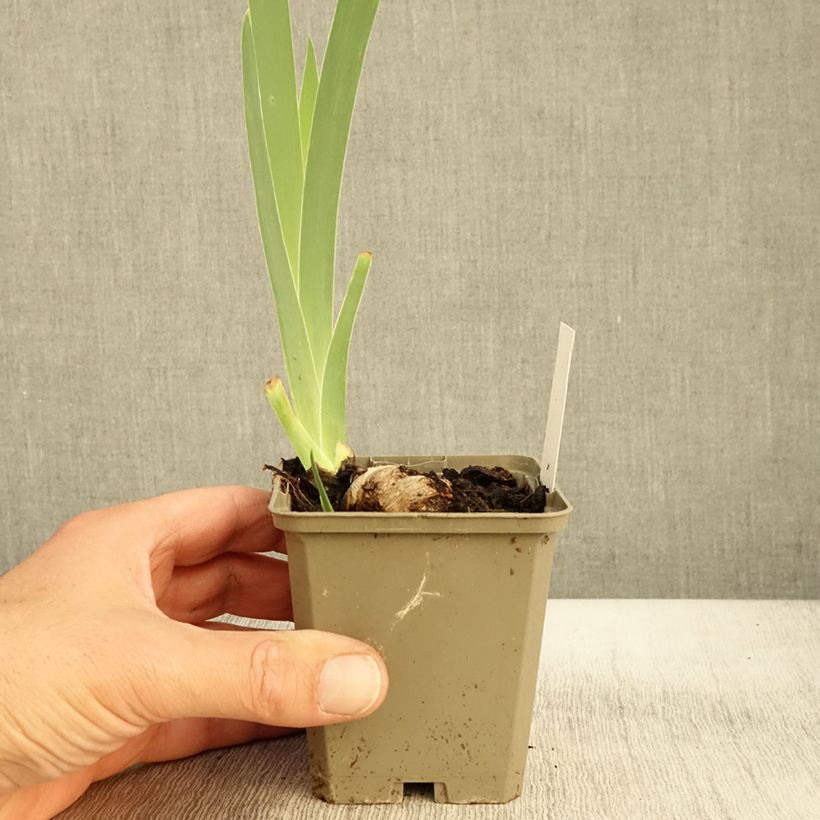Esemplare di Iris germanica Morning Mail - Giaggiolo paonazzo Vasetto da 8/9 cm come consegnato in autunno