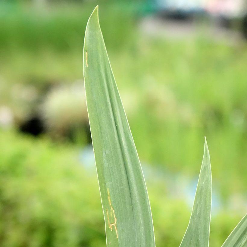 Iris germanica Night Edition - Giaggiolo paonazzo (Fogliame)