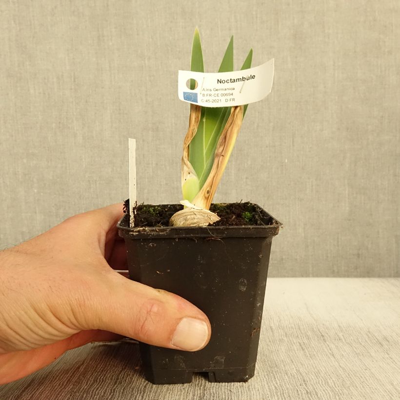 Esemplare di Iris germanica Noctambule - Giaggiolo paonazzo Vasetto da 8/9 cm come consegnato in autunno
