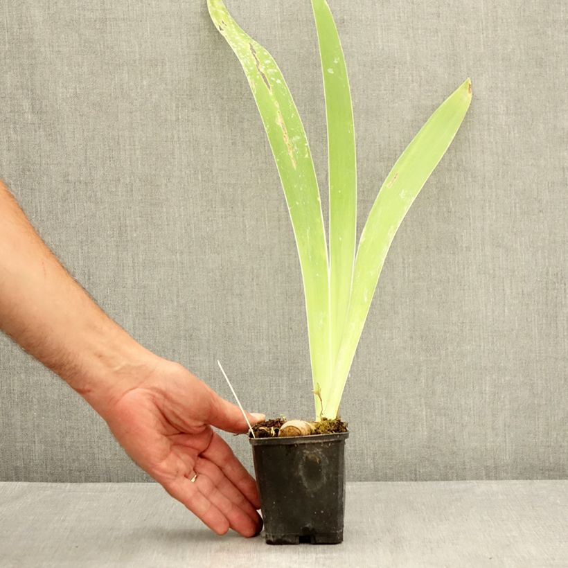 Esemplare di Iris germanica Oh! Susannah - Giaggiolo paonazzo Vasetto da 8/9 cm consegnato in estate