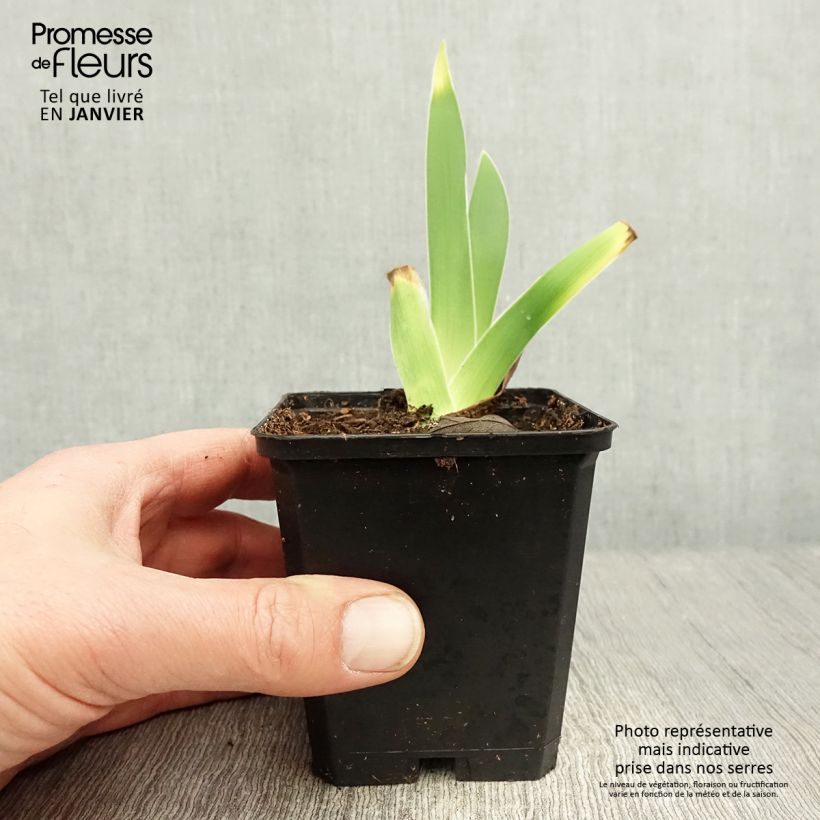Iris germanica On En Rêve - Giaggiolo paonazzo Rizoma, misura 10/15, qualità extra esemplare consegnato in inverno