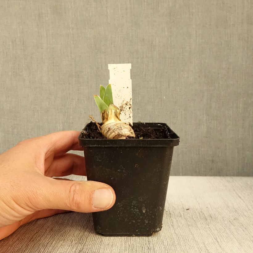 Esemplare di Iris germanica On The Move - Giaggiolo paonazzo Vasetto da 8/9 cm come consegnato in autunno