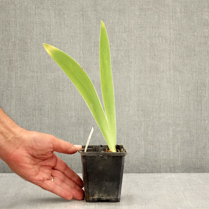 Esemplare di Iris germanica Pastel Printanier - Giaggiolo paonazzo Vasetto da 8/9 cm consegnato in estate