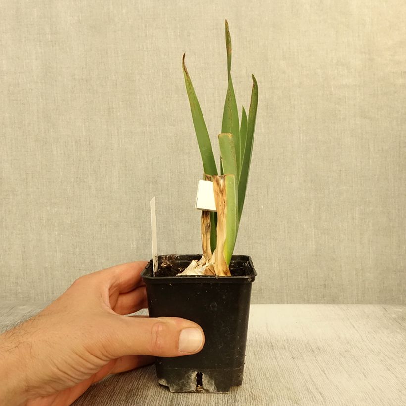 Esemplare di Iris germanica Plaisantin - Giaggiolo paonazzo Vasetto da 8/9 cm come consegnato in autunno