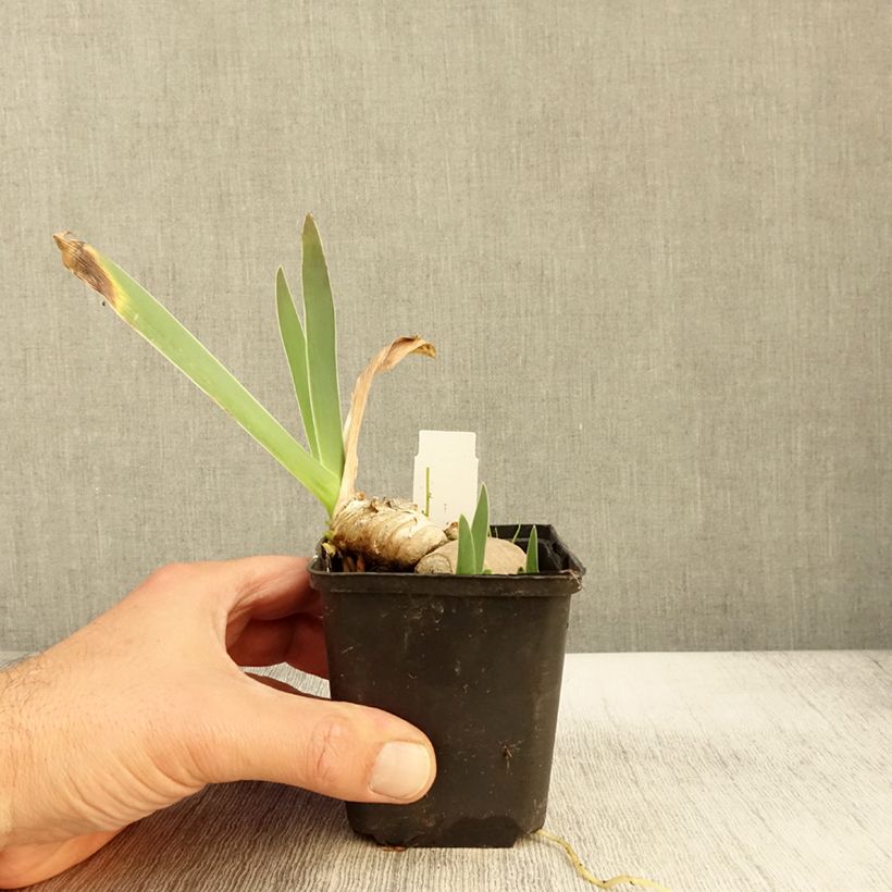 Esemplare di Iris germanica Princesse Caroline de Monaco - Giaggiolo paonazzo Vasetto da 8/9 cm come consegnato in autunno