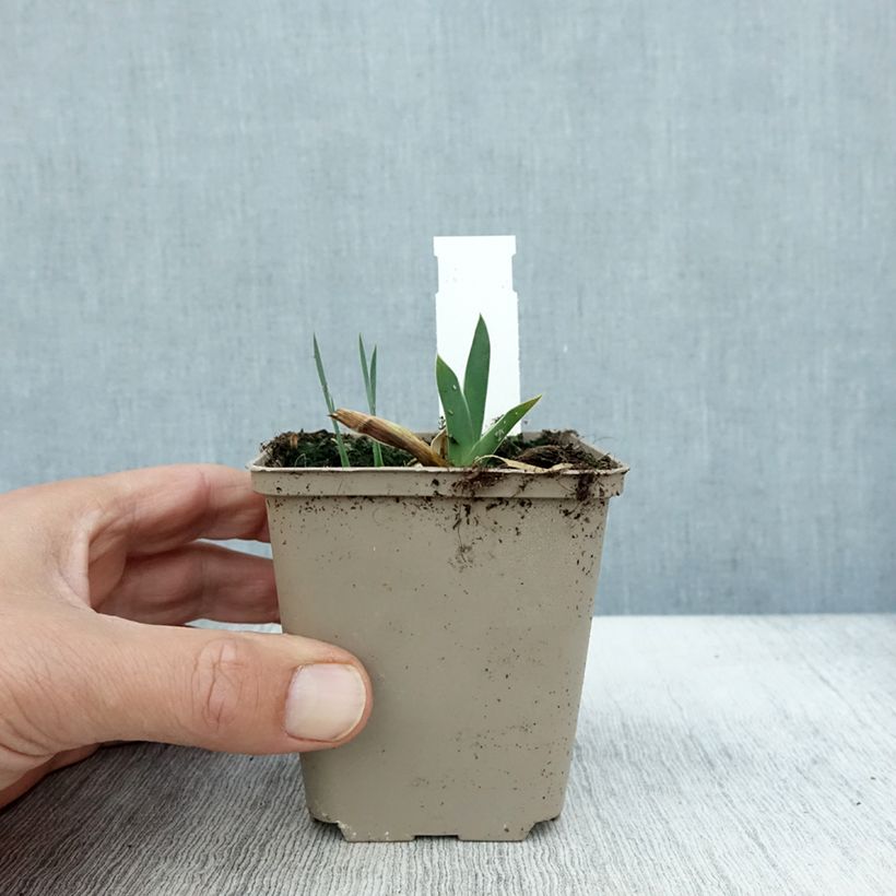 Esemplare di Iris germanica Profond Mystère - Giaggiolo paonazzo Vasetto da 8/9 cm come consegnato in autunno