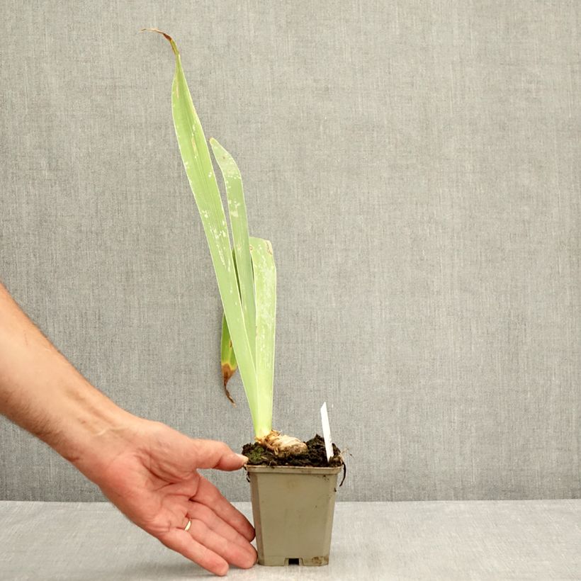 Esemplare di Iris germanica Profond Soupir - Giaggiolo paonazzo Vasetto da 8/9 cm consegnato in estate