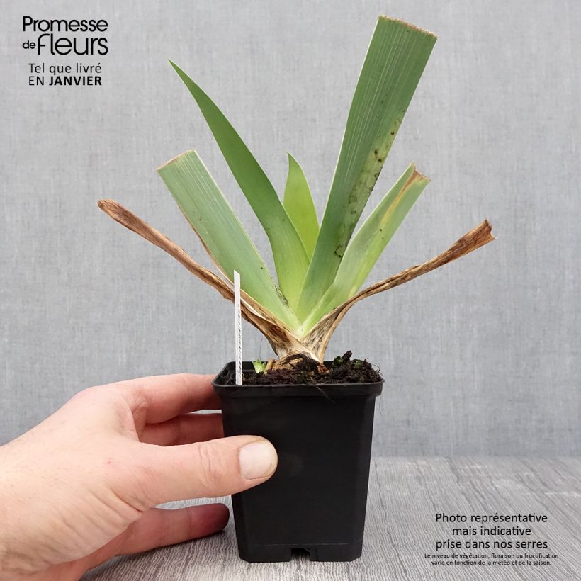 Iris germanica Qualified - Giaggiolo paonazzo Vasetto da 8/9 cm esemplare consegnato in inverno