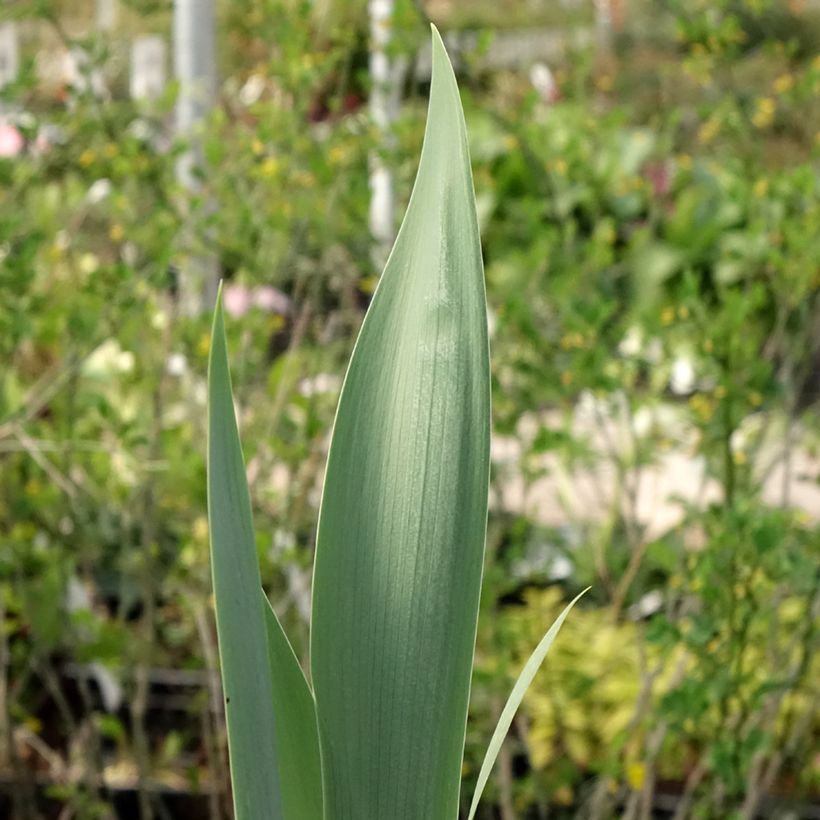 Iris germanica Red Orchid - Giaggiolo paonazzo (Fogliame)