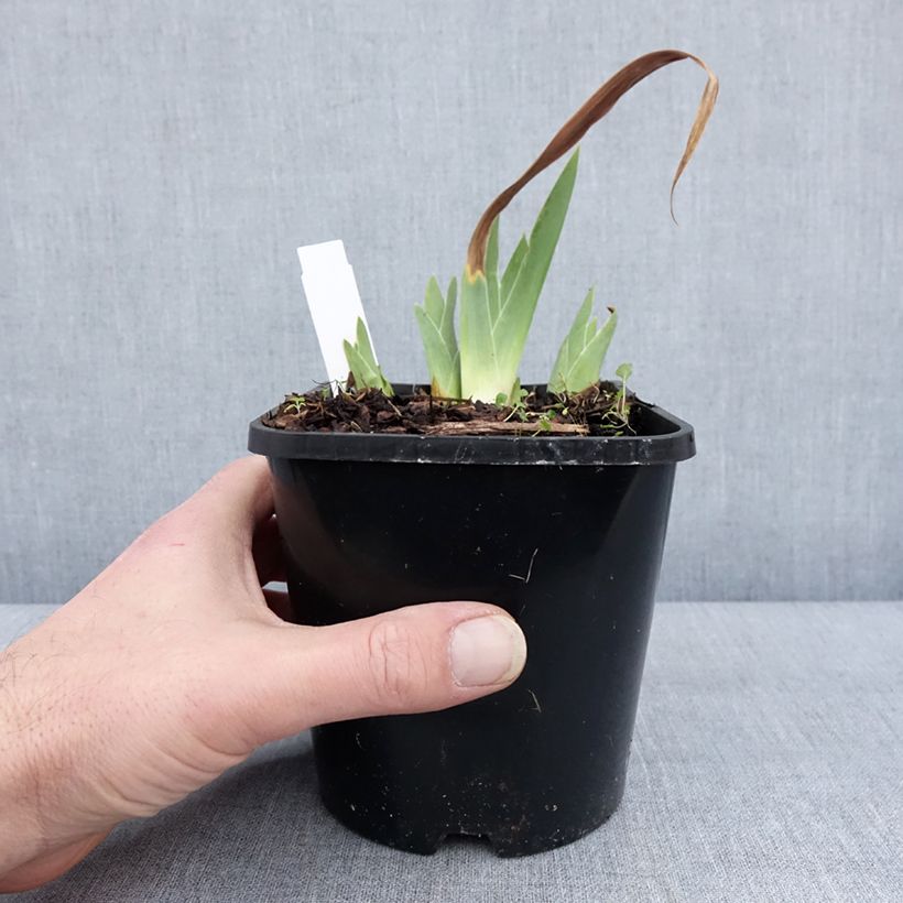 Iris germanica Red Orchid - Giaggiolo paonazzo Vaso da 1,5L/2L esemplare consegnato in inverno