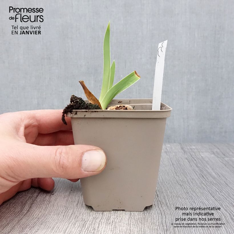 Iris germanica Rio de Oro - Giaggiolo paonazzo Vasetto da 8/9 cm esemplare consegnato in inverno