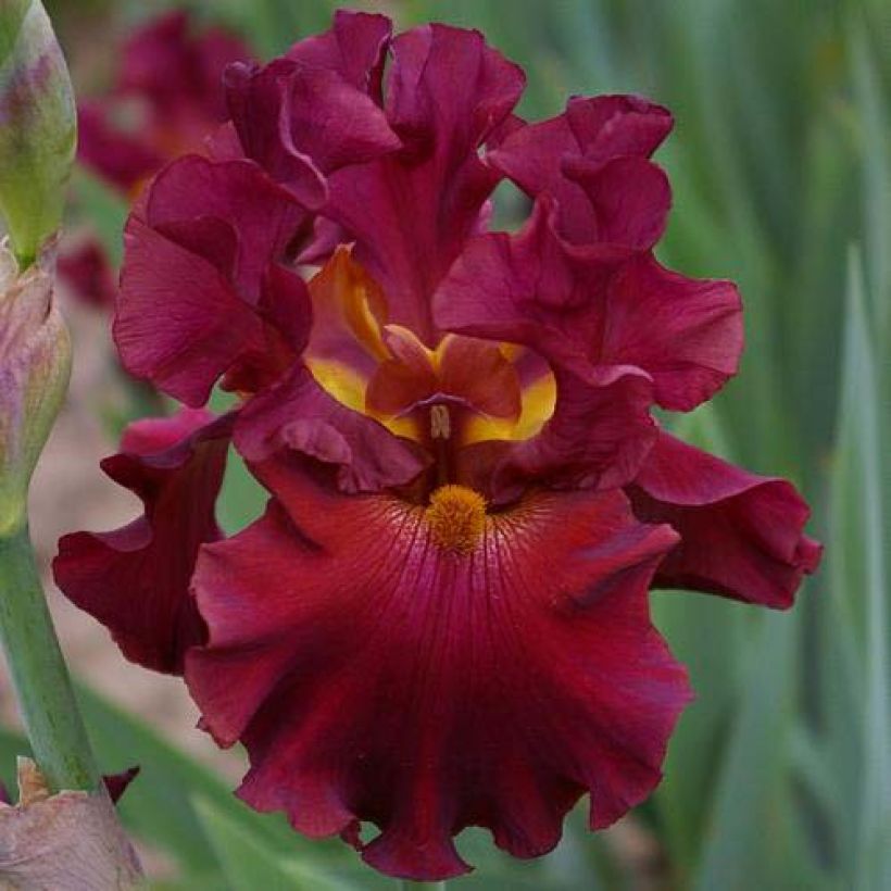 Iris germanica Rip City - Giaggiolo paonazzo (Fioritura)