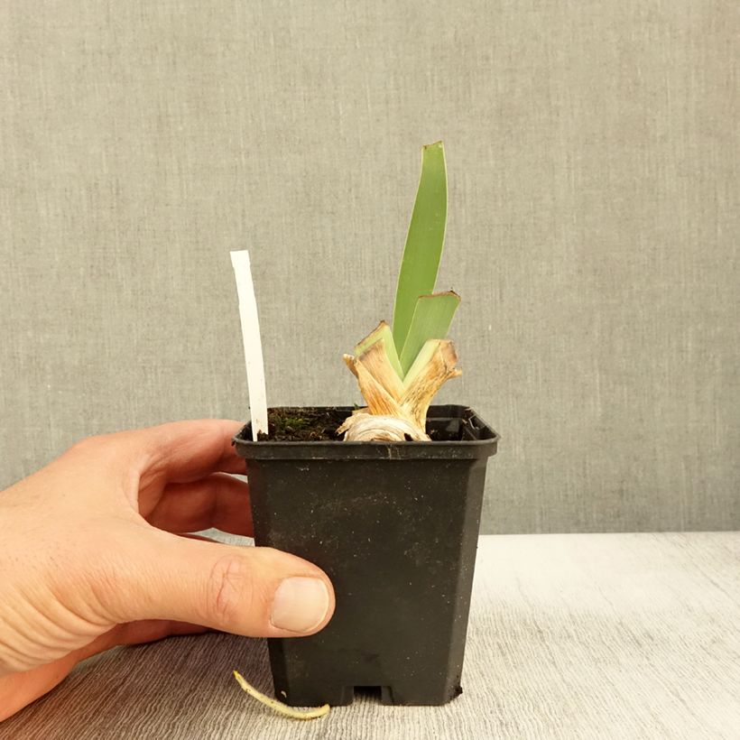 Esemplare di Iris germanica Rosalie Figge - Giaggiolo paonazzo Vasetto da 8/9 cm come consegnato in autunno