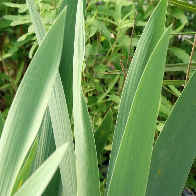 Iris germanica Rouge de Plaisir - Giaggiolo paonazzo (Fogliame)