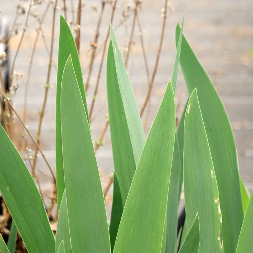 Iris germanica Rouge de Plaisir - Giaggiolo paonazzo (Fogliame)