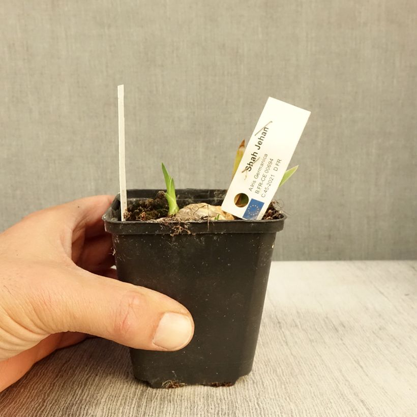 Esemplare di Iris germanica Shah Jehan - Giaggiolo paonazzo Vasetto da 8/9 cm come consegnato in autunno