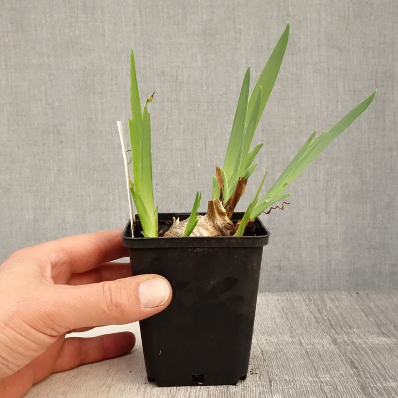 Iris germanica Shah Jehan - Giaggiolo paonazzo Vasetto da 8/9 cm esemplare consegnato in primavera