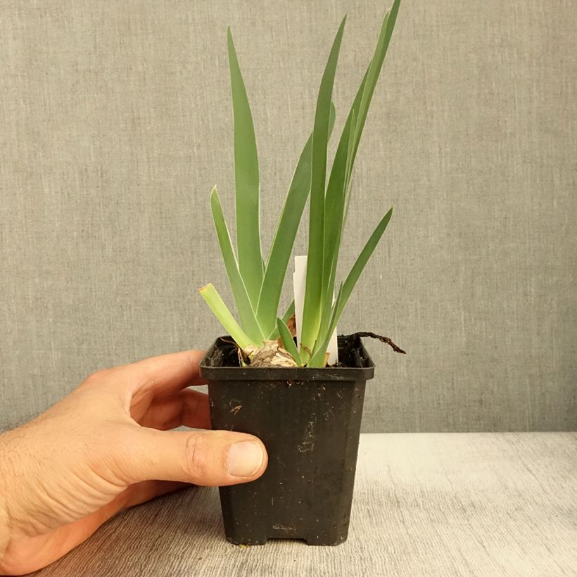 Esemplare di Iris germanica Sharper Image - Giaggiolo paonazzo Vasetto da 8/9 cm come consegnato in autunno
