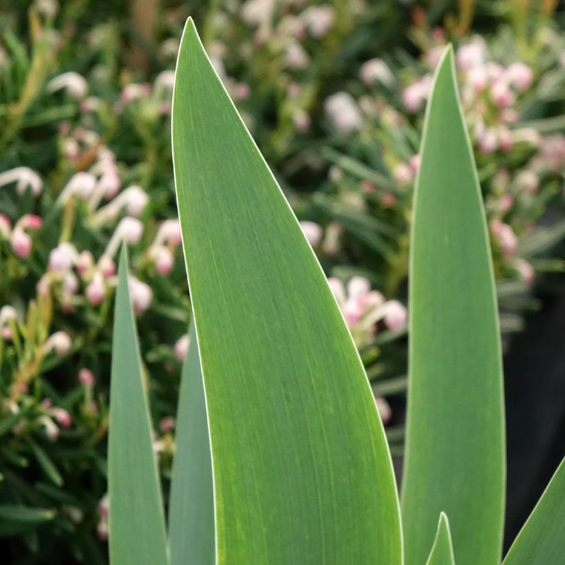 Iris germanica Siva Siva - Giaggiolo paonazzo (Fogliame)
