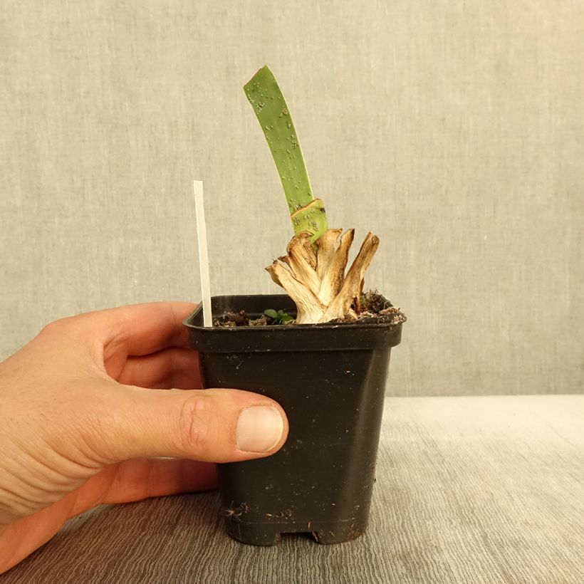 Esemplare di Iris germanica Siva Siva - Giaggiolo paonazzo Vasetto da 8/9 cm come consegnato in autunno