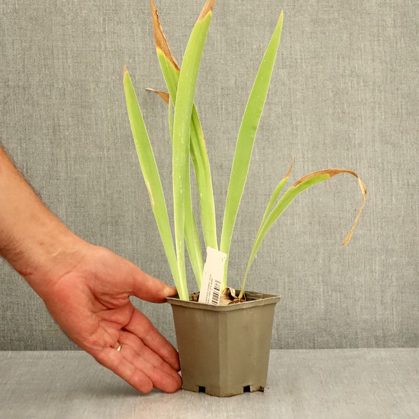 Esemplare di Iris germanica Sorcellerie - Giaggiolo paonazzo Vasetto da 8/9 cm consegnato in estate