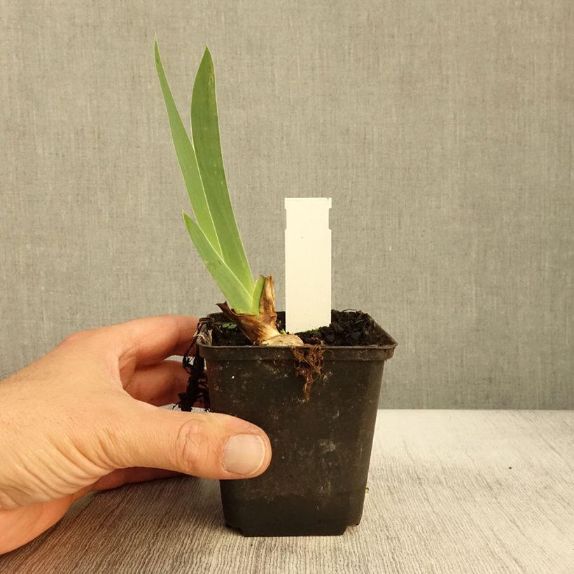 Esemplare di Iris germanica Sovereign Crown - Giaggiolo paonazzo Vasetto da 8/9 cm come consegnato in autunno