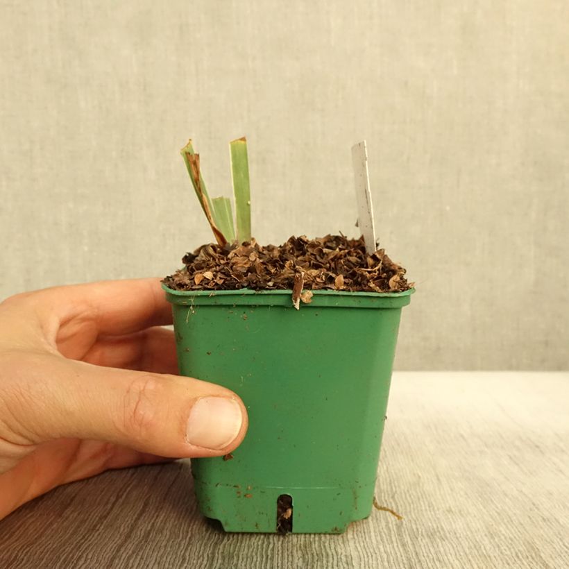 Esemplare di Iris germanica Stellata - Giaggiolo paonazzo Vasetto da 8/9 cm come consegnato in autunno