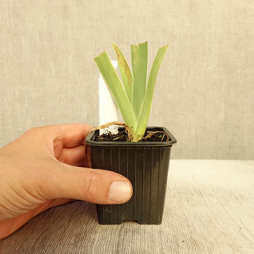 Esemplare di Iris germanica Stepping Out - Giaggiolo paonazzo Vasetto da 8/9 cm come consegnato in autunno