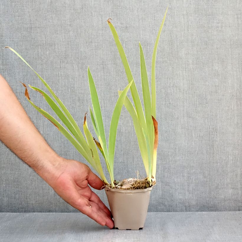 Esemplare di Iris germanica Sur la plage - Giaggiolo paonazzo Vasetto da 8/9 cm consegnato in estate