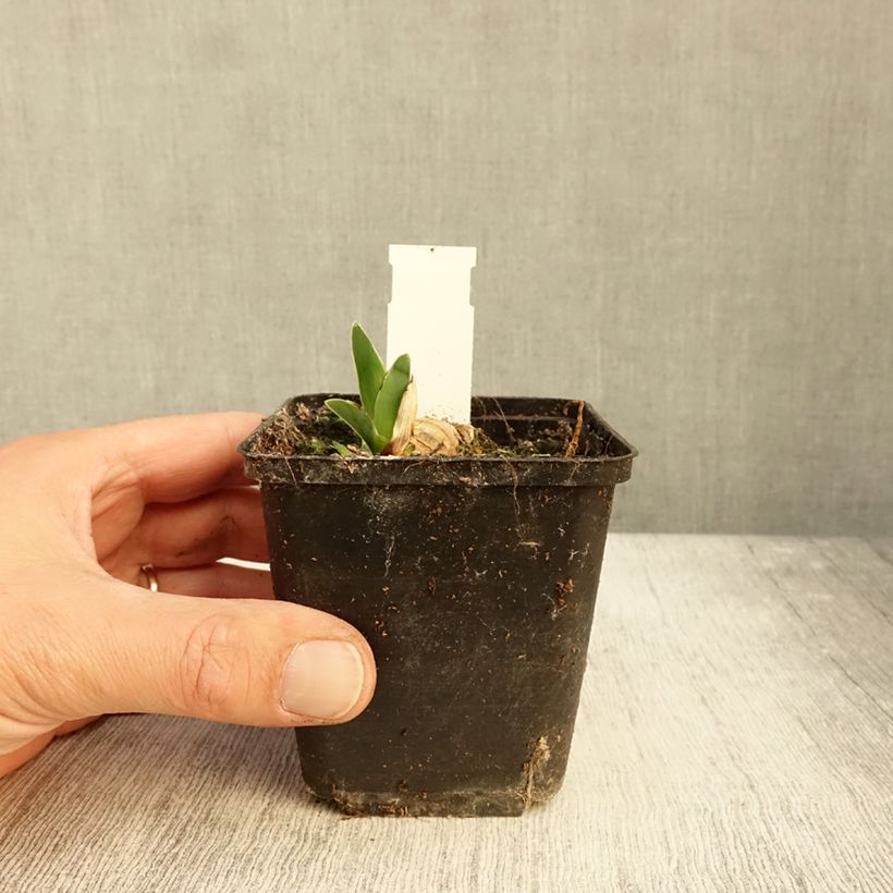 Esemplare di Iris germanica Surface Irisée - Giaggiolo paonazzo Vasetto da 8/9 cm come consegnato in autunno