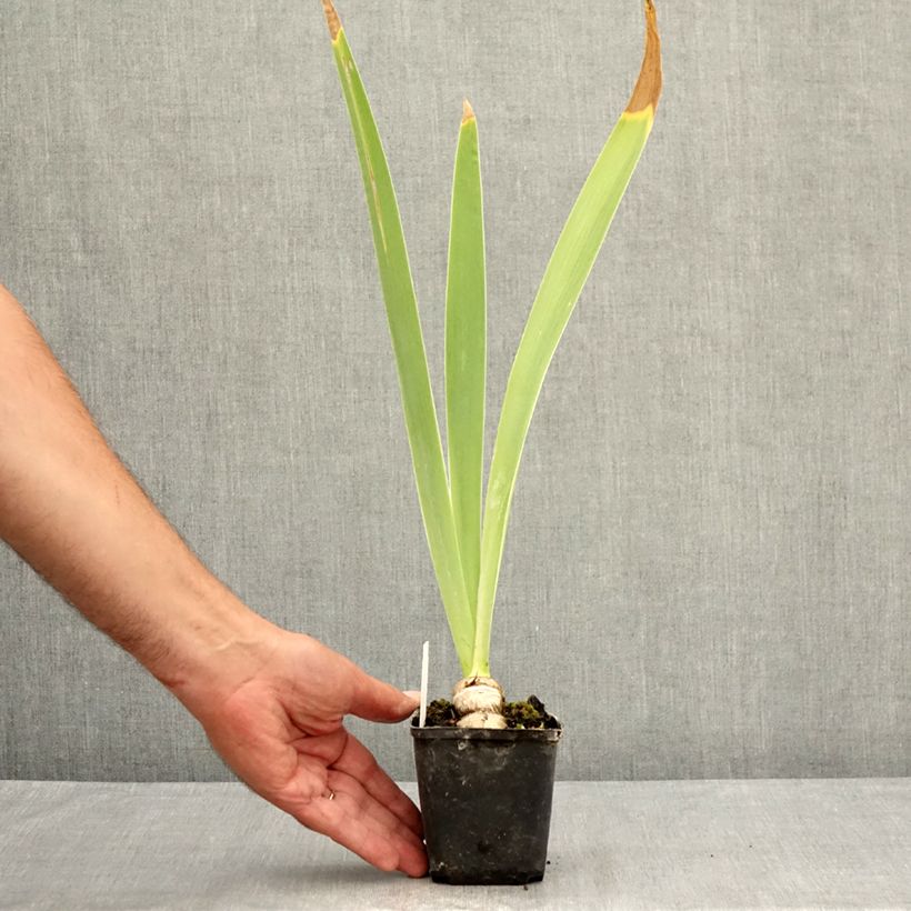 Esemplare di Iris germanica Tel Arlequin - Giaggiolo paonazzo Vasetto da 8/9 cm consegnato in estate