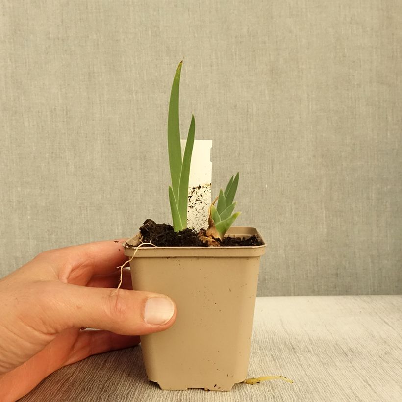 Esemplare di Iris germanica Thornbird - Giaggiolo paonazzo Vasetto da 8/9 cm come consegnato in autunno