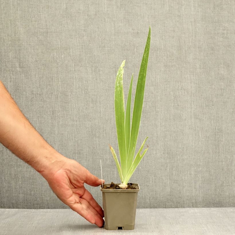 Esemplare di Iris germanica Tiger Honey - Giaggiolo paonazzo Vasetto da 8/9 cm consegnato in estate