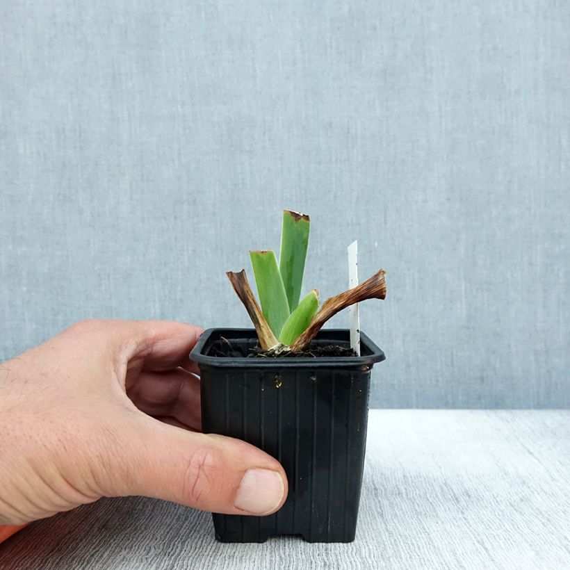 Esemplare di Iris germanica Tuxedo - Giaggiolo paonazzo Vasetto da 8/9 cm come consegnato in autunno