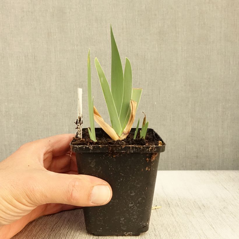 Esemplare di Iris germanica Urluberlu - Giaggiolo paonazzo Vasetto da 8/9 cm come consegnato in autunno
