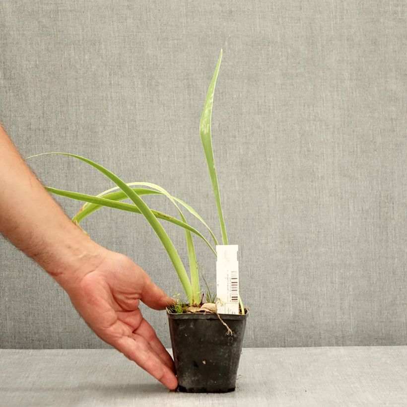 Esemplare di Iris germanica Waterline - Giaggiolo paonazzo Vasetto da 8/9 cm consegnato in estate