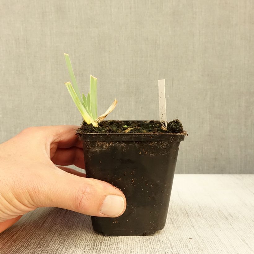 Esemplare di Iris germanica Young Blood - Giaggiolo paonazzo Vasetto da 8/9 cm come consegnato in autunno