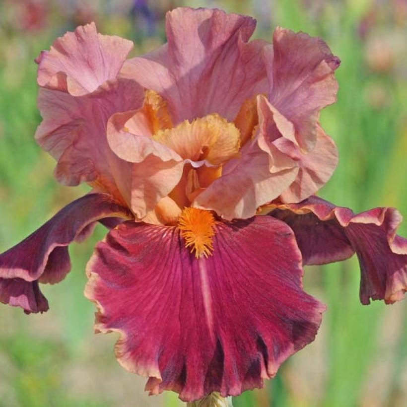 Iris germanica Impressionist - Giaggiolo paonazzo (Fioritura)