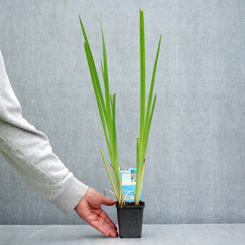 Esemplare di Iris laevigata Rose Queen - Iris giapponese Vasetto da 8/9 cm consegnato in estate