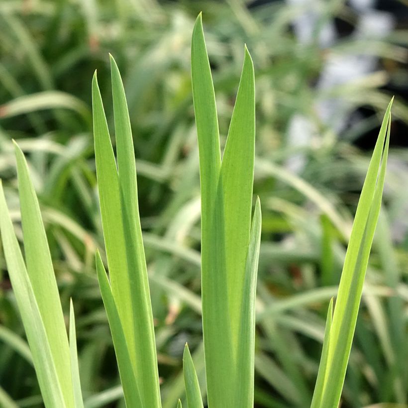 Iris laevigata Snowdrift - Iris giapponese (Fogliame)